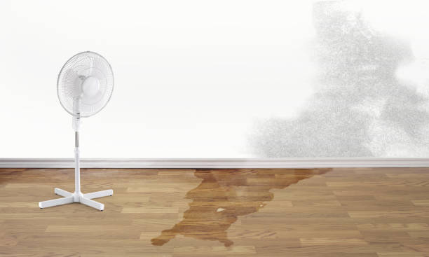Best Professional water damage repair  in Fayette, MO